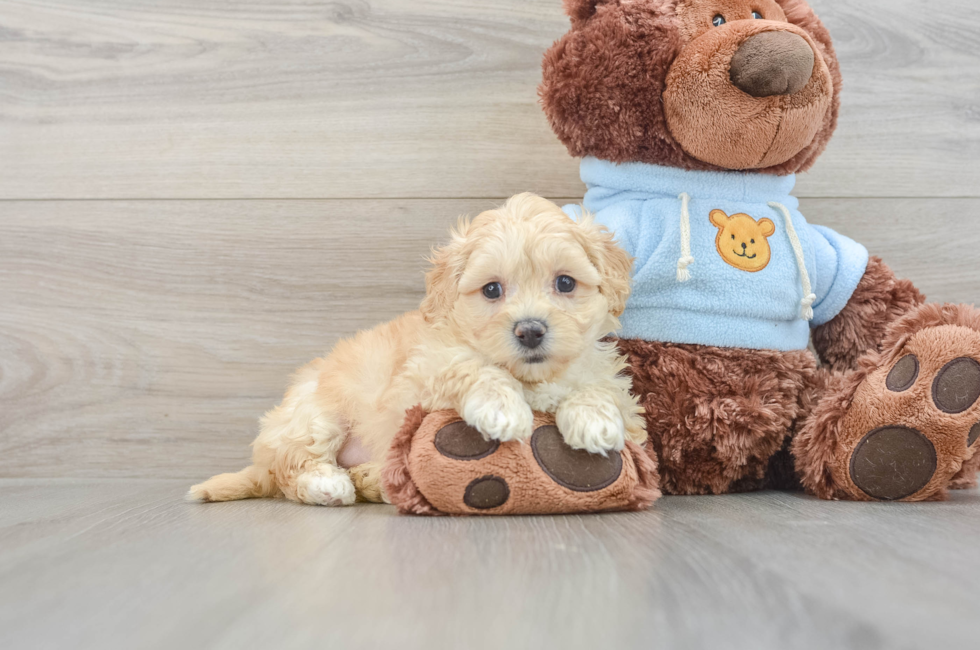 7 week old Maltipoo Puppy For Sale - Pilesgrove Pups