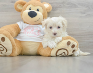 9 week old Maltipoo Puppy For Sale - Pilesgrove Pups