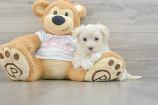 Maltipoo Puppy for Adoption