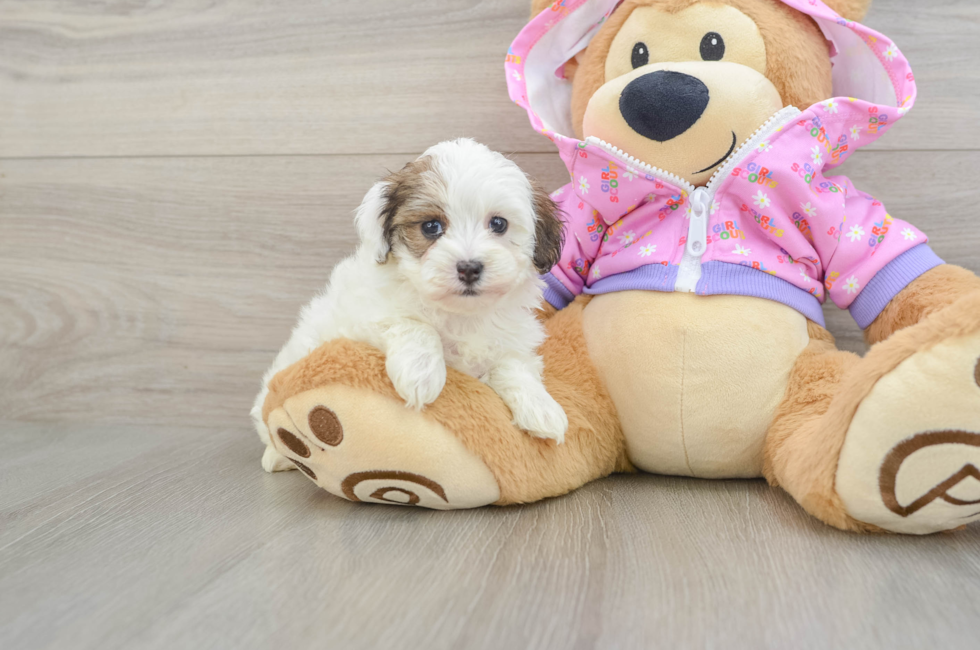 6 week old Maltipoo Puppy For Sale - Pilesgrove Pups