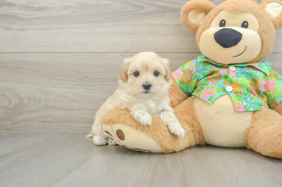 6 week old Maltipoo Puppy For Sale - Pilesgrove Pups