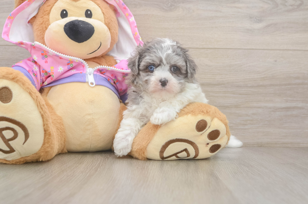 5 week old Maltipoo Puppy For Sale - Pilesgrove Pups