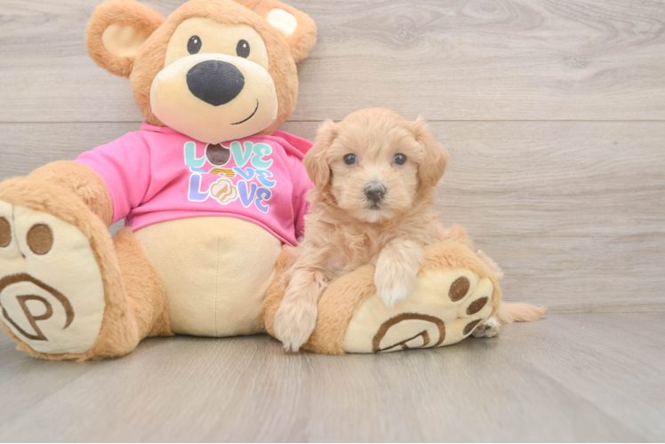 Cute Maltipoo Baby