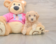 5 week old Maltipoo Puppy For Sale - Pilesgrove Pups