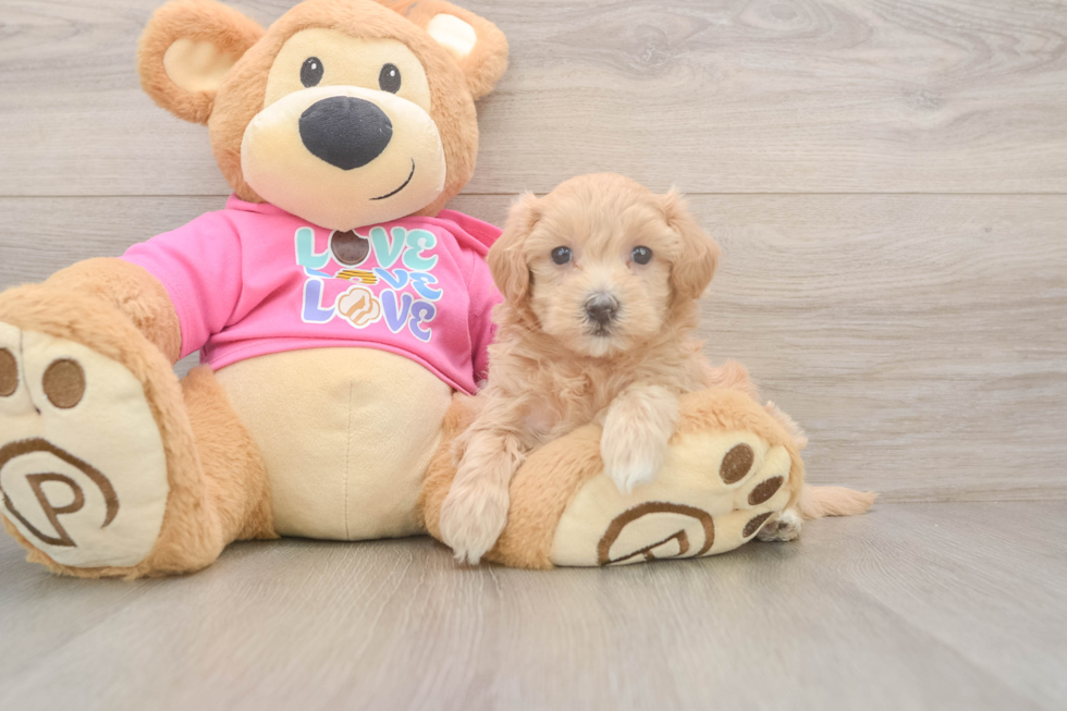 Cute Maltipoo Baby