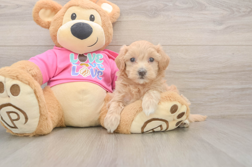 5 week old Maltipoo Puppy For Sale - Pilesgrove Pups