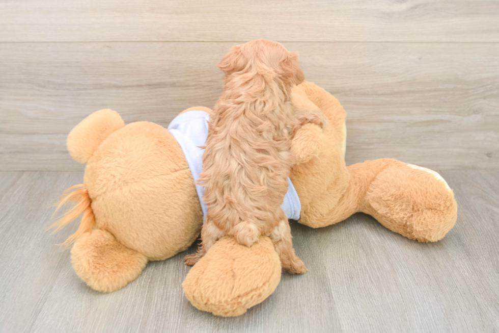 Popular Maltipoo Poodle Mix Pup