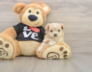 7 week old Maltipoo Puppy For Sale - Pilesgrove Pups