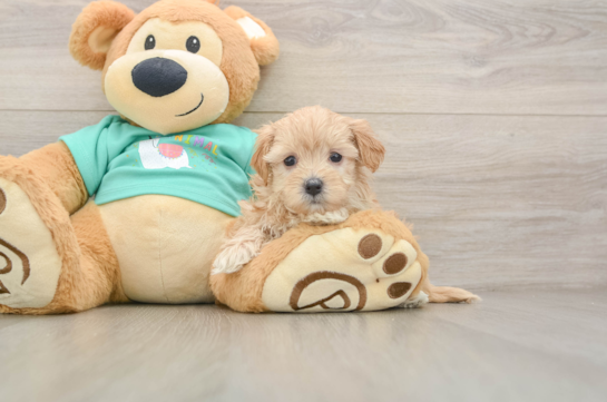 KASHMERE, a Maltipoo littermate