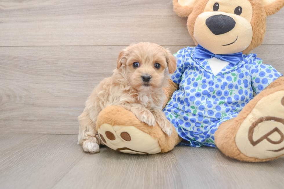 Maltipoo Puppy for Adoption