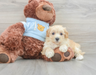 8 week old Maltipoo Puppy For Sale - Pilesgrove Pups