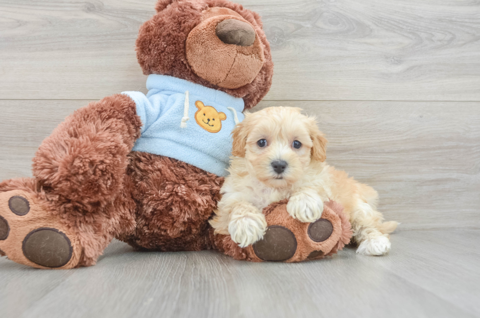 6 week old Maltipoo Puppy For Sale - Pilesgrove Pups