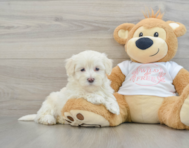 9 week old Maltipoo Puppy For Sale - Pilesgrove Pups