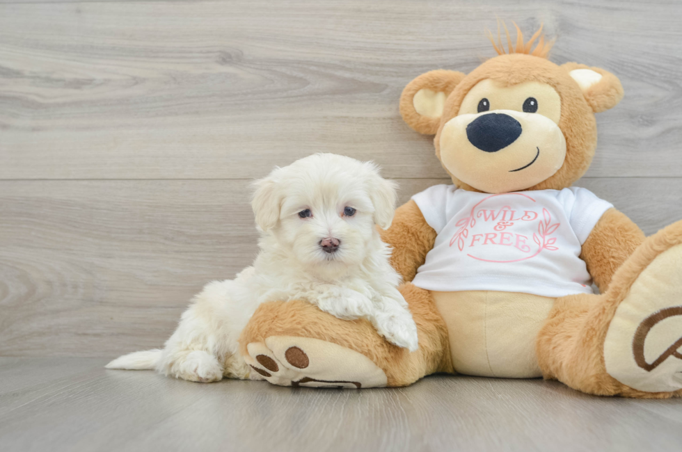 7 week old Maltipoo Puppy For Sale - Pilesgrove Pups