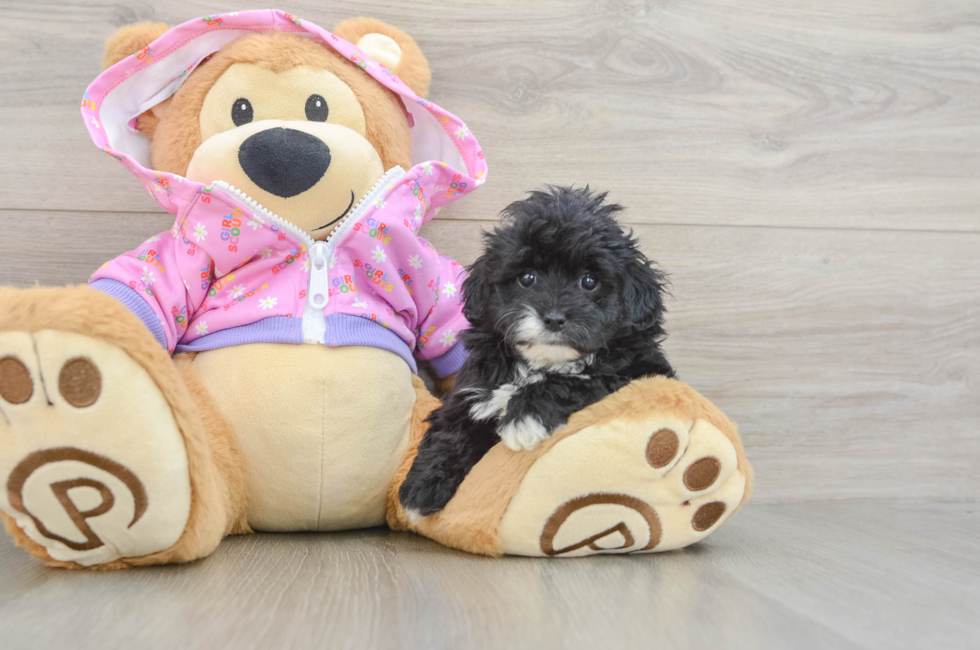 6 week old Maltipoo Puppy For Sale - Pilesgrove Pups