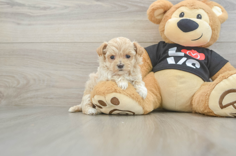 5 week old Maltipoo Puppy For Sale - Pilesgrove Pups