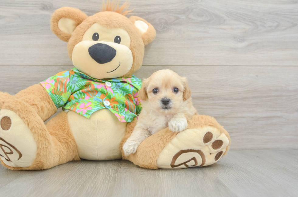 6 week old Maltipoo Puppy For Sale - Pilesgrove Pups