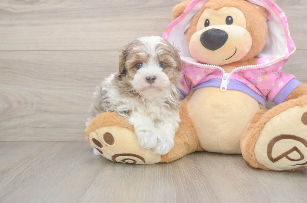 5 week old Maltipoo Puppy For Sale - Pilesgrove Pups