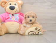 6 week old Maltipoo Puppy For Sale - Pilesgrove Pups