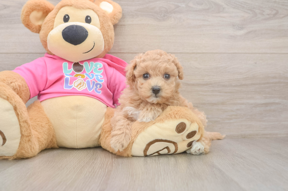 5 week old Maltipoo Puppy For Sale - Pilesgrove Pups
