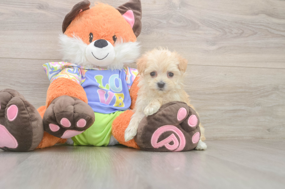 5 week old Maltipoo Puppy For Sale - Pilesgrove Pups