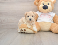 7 week old Maltipoo Puppy For Sale - Pilesgrove Pups