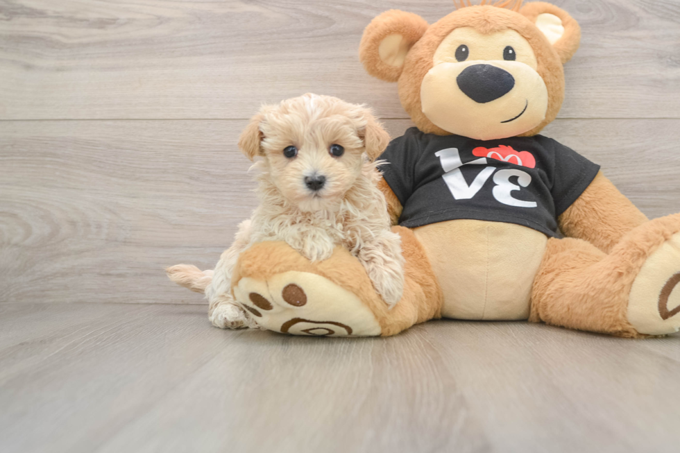 Popular Maltipoo Poodle Mix Pup