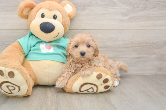 KATNISS, a Maltipoo littermate