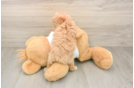 Maltipoo Puppy for Adoption