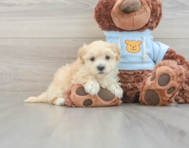 8 week old Maltipoo Puppy For Sale - Pilesgrove Pups