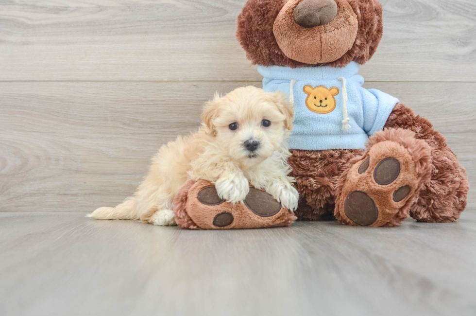 7 week old Maltipoo Puppy For Sale - Pilesgrove Pups