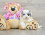 8 week old Maltipoo Puppy For Sale - Pilesgrove Pups