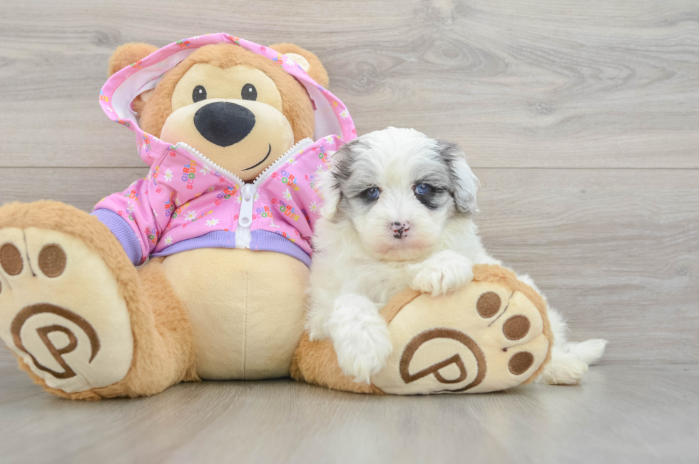 6 week old Maltipoo Puppy For Sale - Pilesgrove Pups