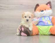 8 week old Maltipoo Puppy For Sale - Pilesgrove Pups