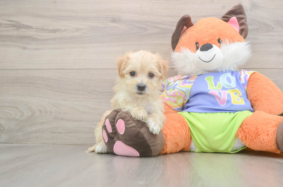 5 week old Maltipoo Puppy For Sale - Pilesgrove Pups