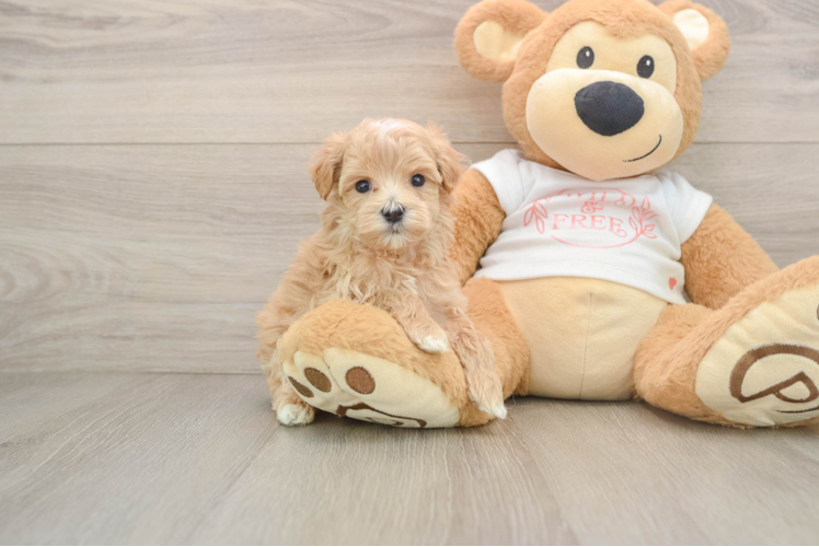 Little Multipoo Poodle Mix Puppy