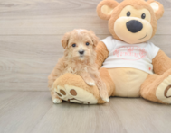 7 week old Maltipoo Puppy For Sale - Pilesgrove Pups