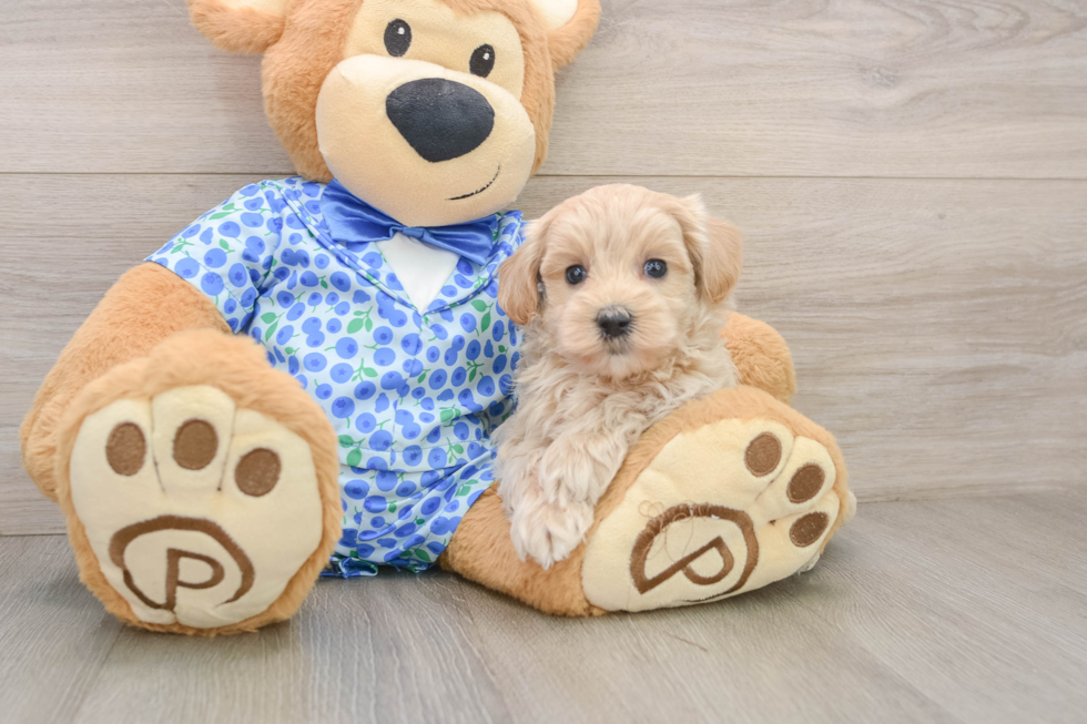 Sweet Maltipoo Baby
