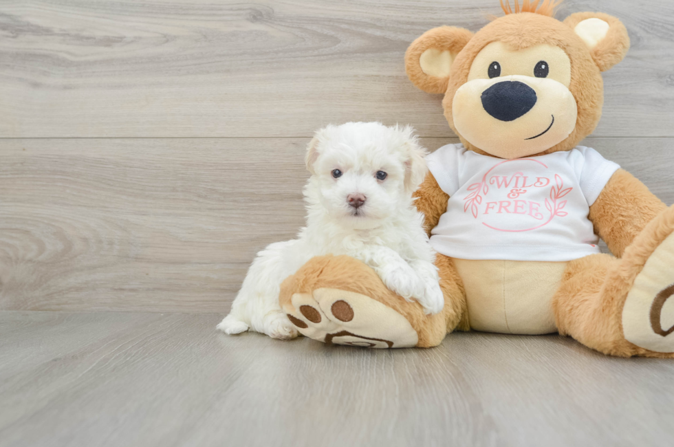 7 week old Maltipoo Puppy For Sale - Pilesgrove Pups