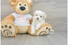 Fluffy Maltipoo Poodle Mix Pup