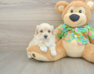 9 week old Maltipoo Puppy For Sale - Pilesgrove Pups