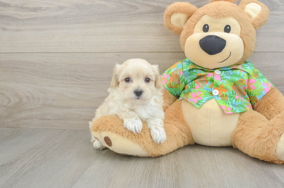 6 week old Maltipoo Puppy For Sale - Pilesgrove Pups