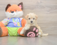 8 week old Maltipoo Puppy For Sale - Pilesgrove Pups