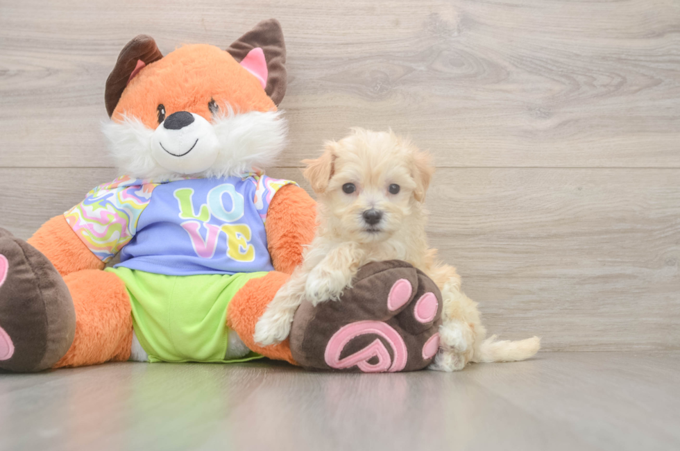 5 week old Maltipoo Puppy For Sale - Pilesgrove Pups