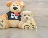 7 week old Maltipoo Puppy For Sale - Pilesgrove Pups