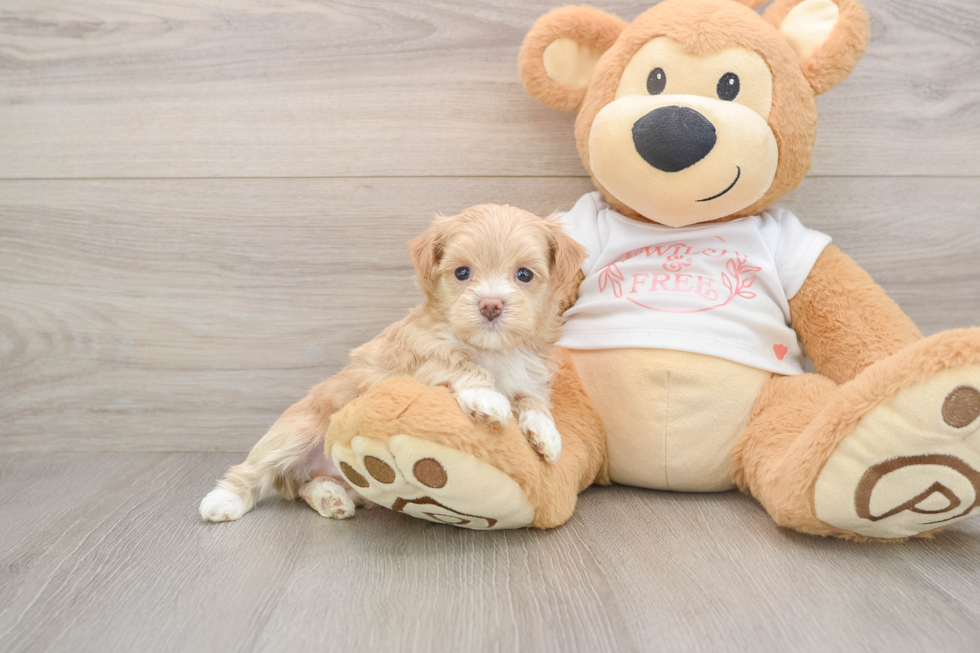 Best Maltipoo Baby