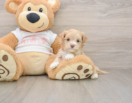 8 week old Maltipoo Puppy For Sale - Pilesgrove Pups