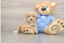 Playful Malt Oodle Poodle Mix Puppy