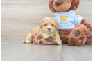 Best Maltipoo Baby