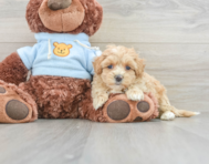 8 week old Maltipoo Puppy For Sale - Pilesgrove Pups